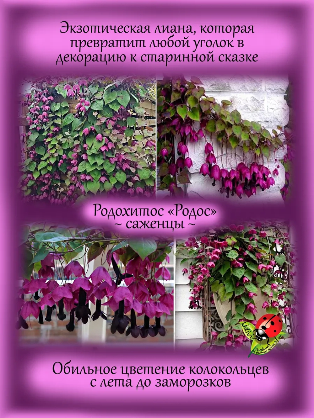 Рододендрон Нова Зембла морозостойкий