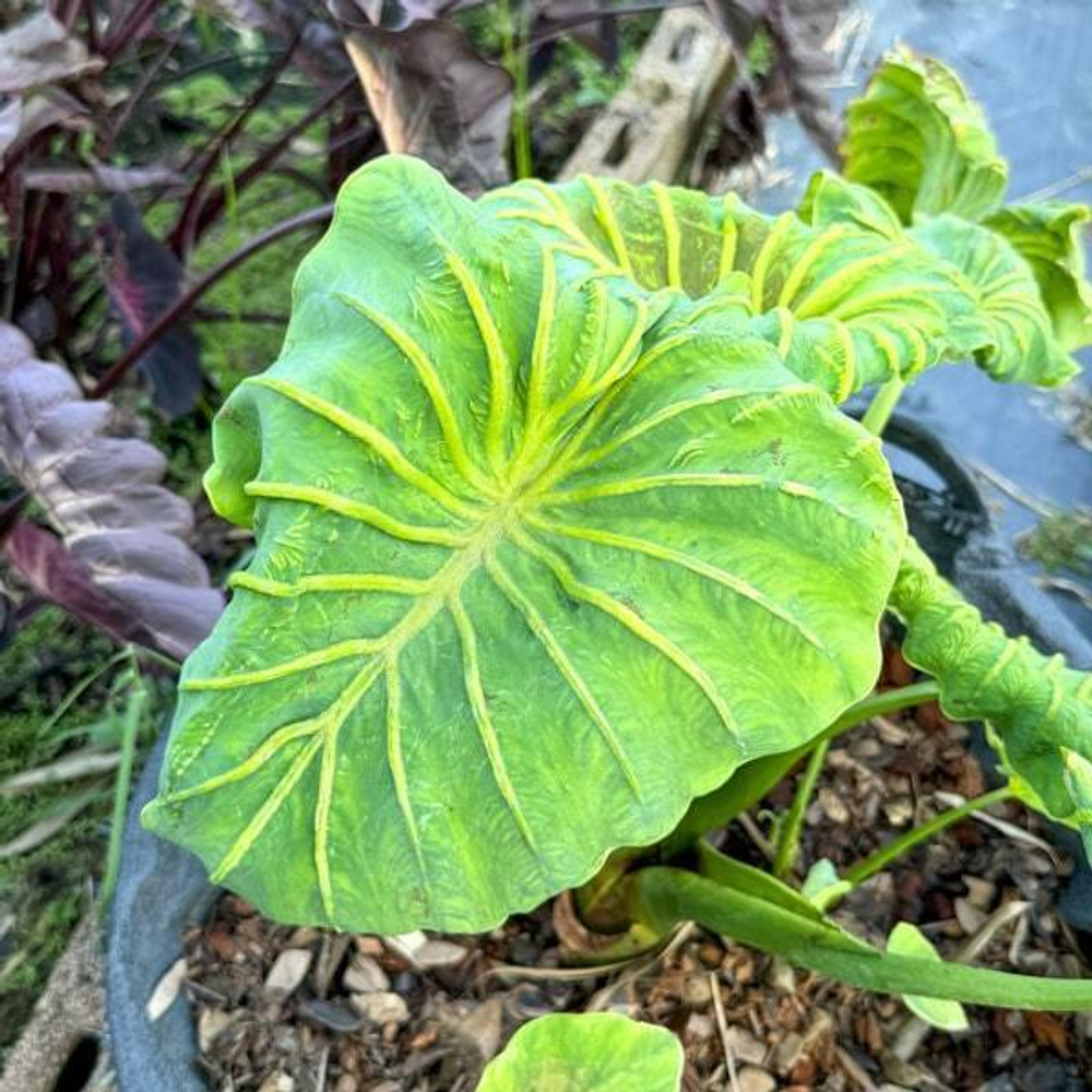 Колоказия GODDESS