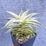 Сансевиерия GABRIELLA WHITE VAR s.L