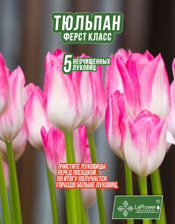 Тюльпан Ферст Класс 5 шт,