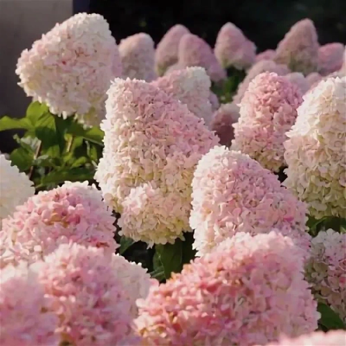 Кенди Лав (Candy Love)