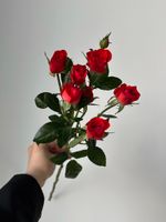 Кустовая роза в красном оттенке