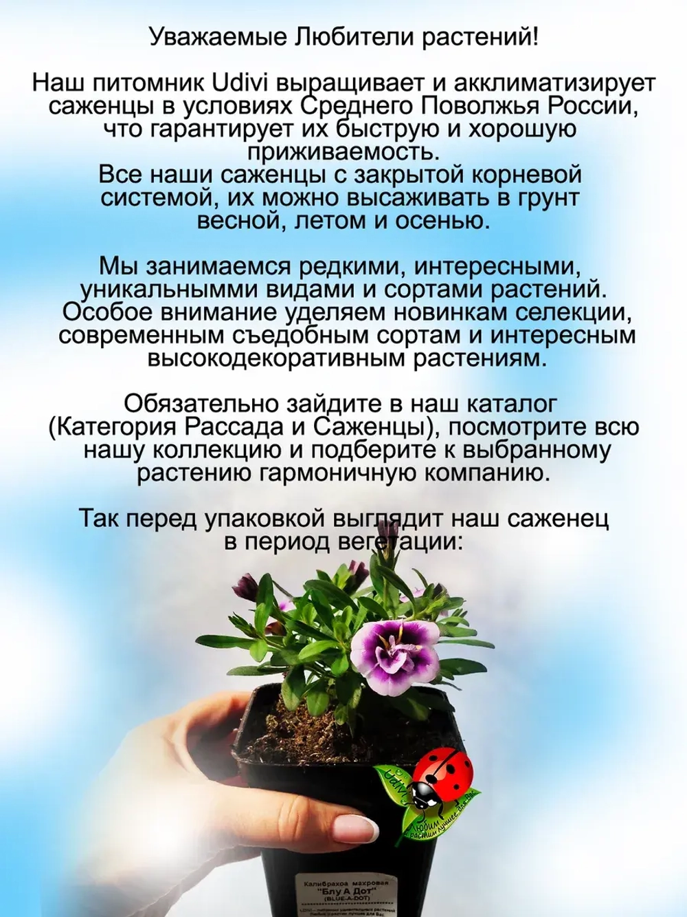 Калибрахоа Блю А Дот махровая трёхцветная