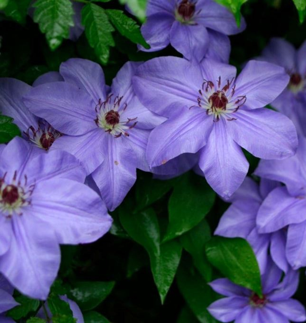 Клематис Гибрид Зиболда