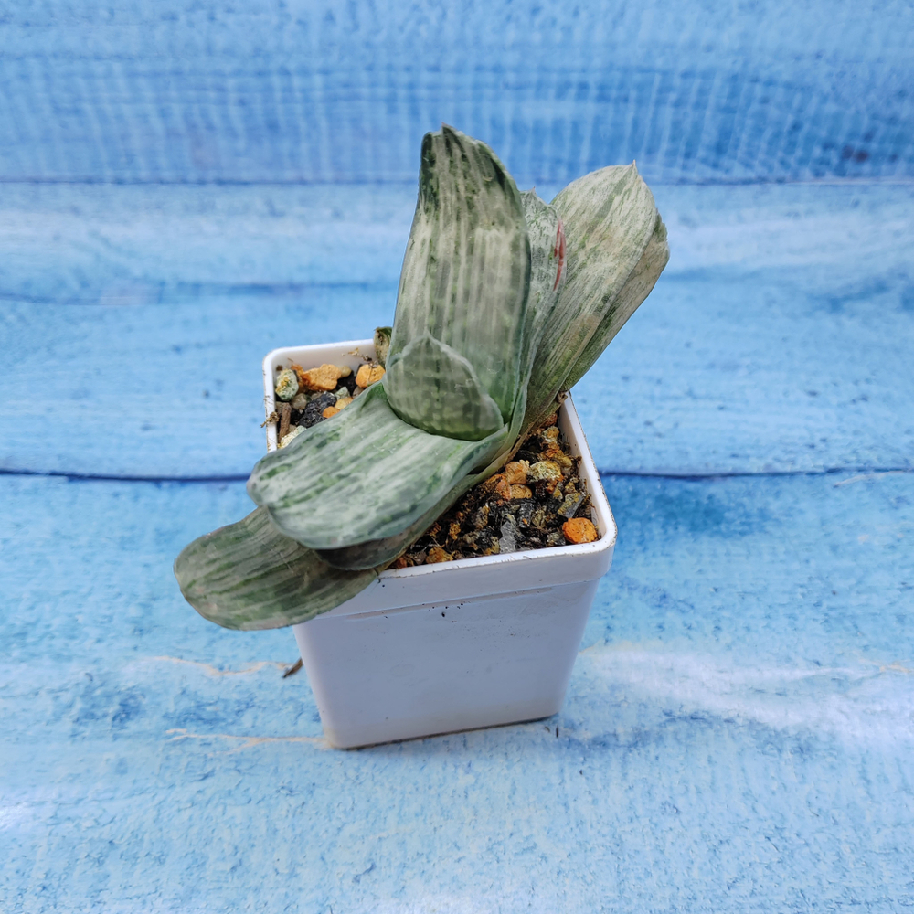 Gasteria Gracilis variegata (Гастерия)