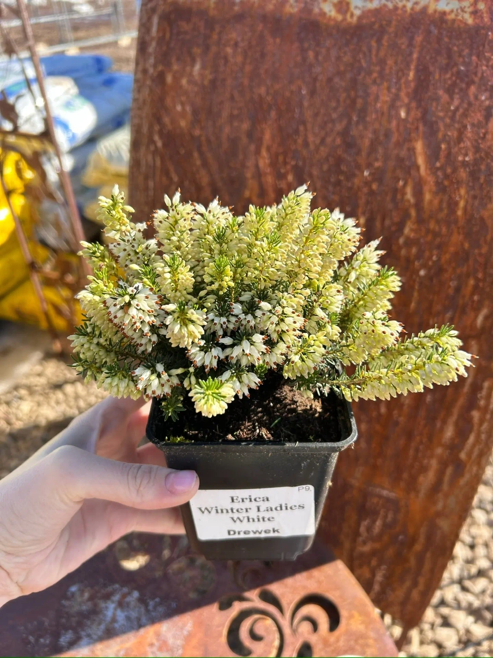 Эрика из серии Winter Ladies Р9 Закупка М41 наличие