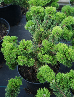 Сосна Якобсен Закупка М35 наличие 2026