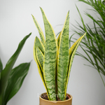 Сансевиерия Лауренти 12/40