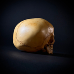 Череп человека ребёнок (анатомическая модель)