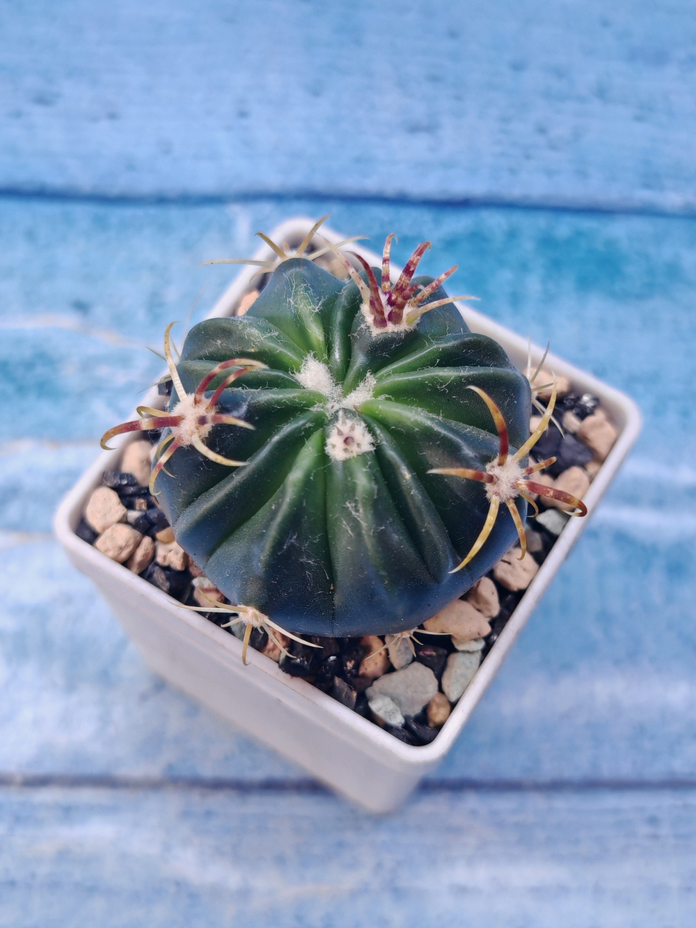 Ferocactus Latispinus (Ферокактус)