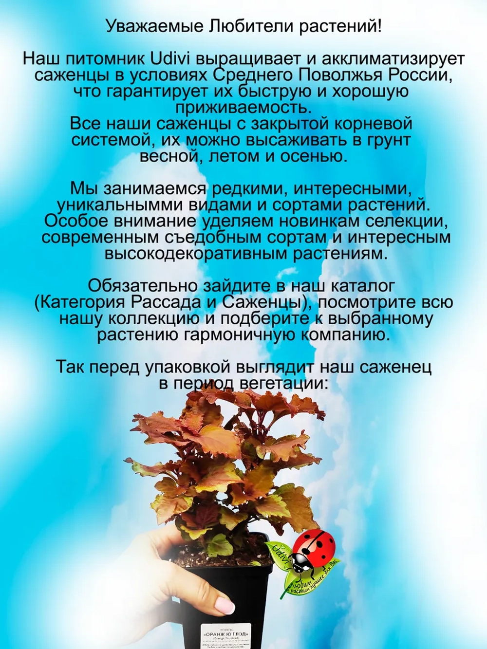 Колеус Черезвычайно горячий Викед Хот