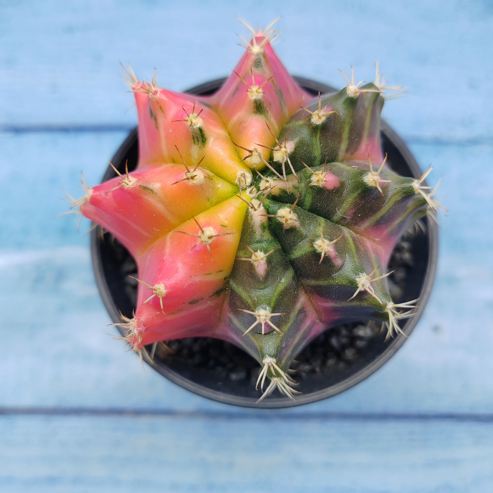 Gymnocalycium Variegata (Гимнокалициум Вариегатный)