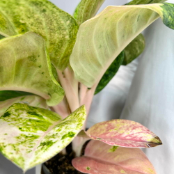 «Аглаонема»