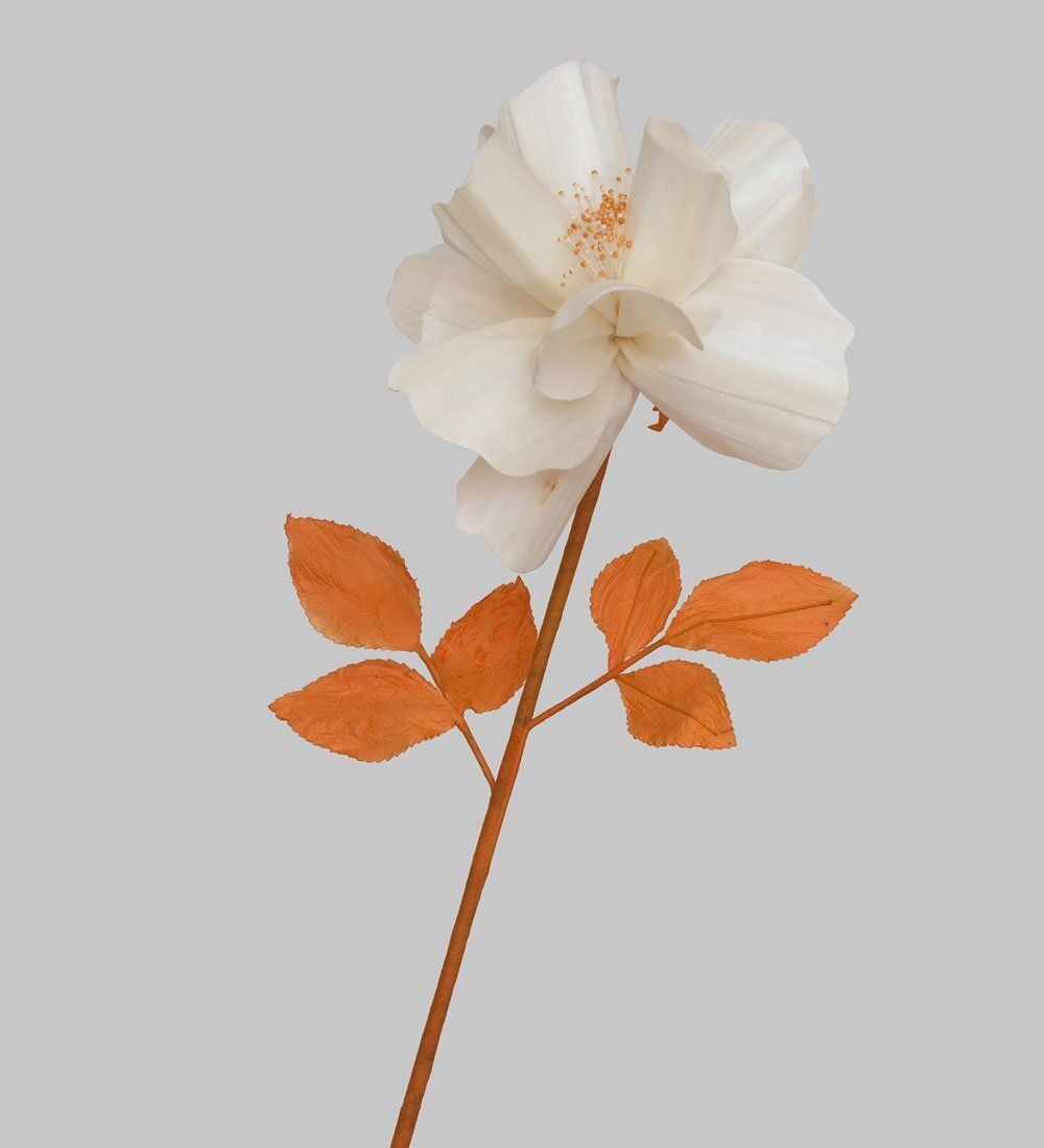 TR 404 Китайская роза