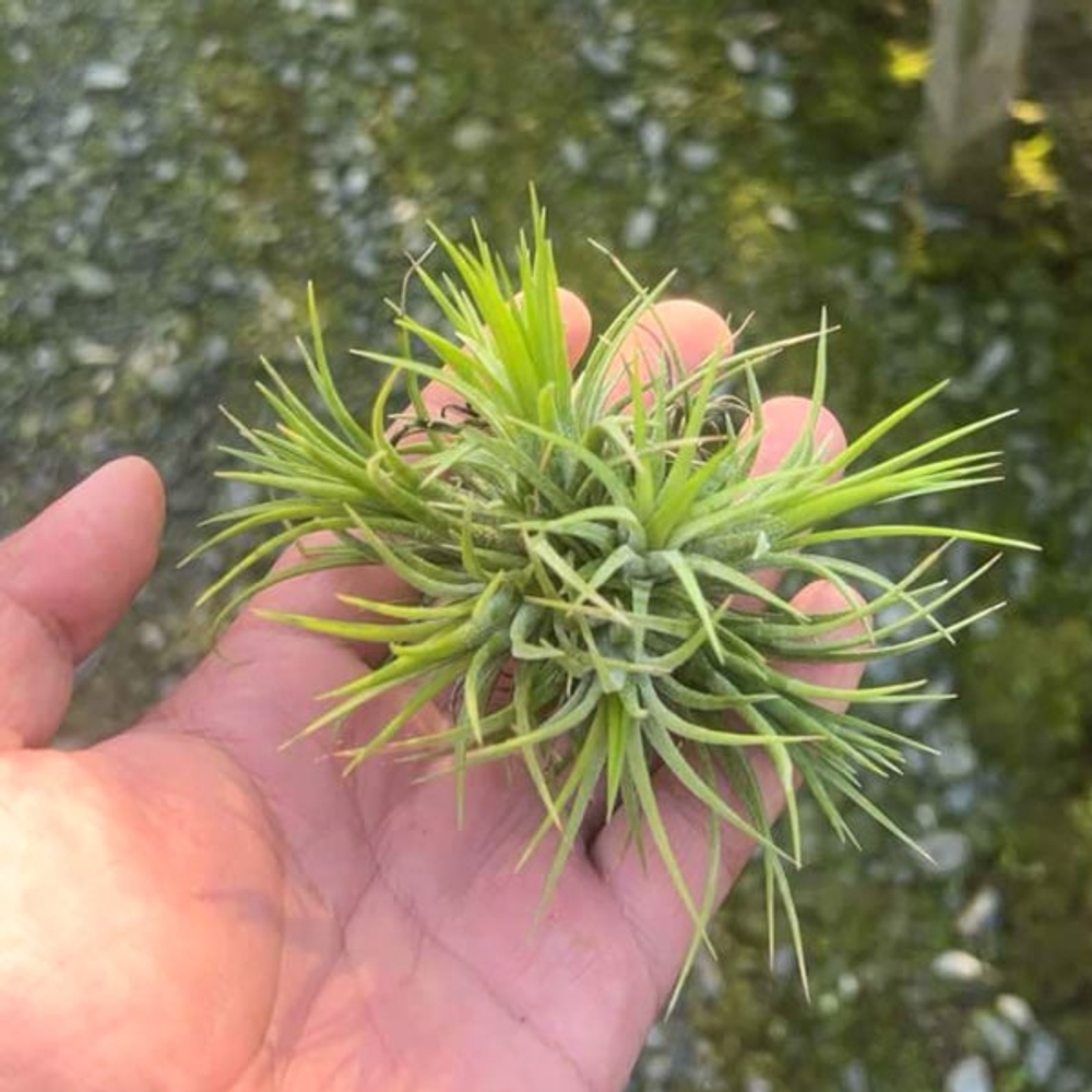 Тилландсия ionantha Fuego