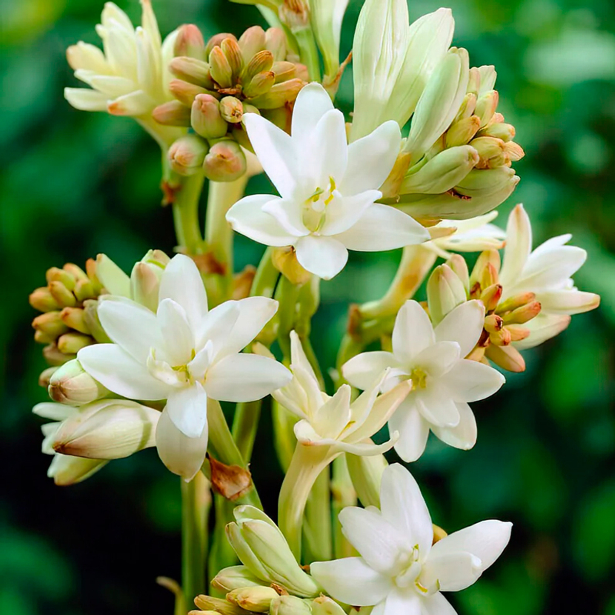 тубероза Жемчужина (Polianthes tuberosa The Pearl) — в горшочке — пора высаживать