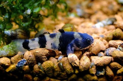 Бычок Брахигобиус