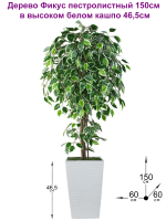 Искусственное дерево Фикус пестролистный 150см в высоком белом кашпо 46 см