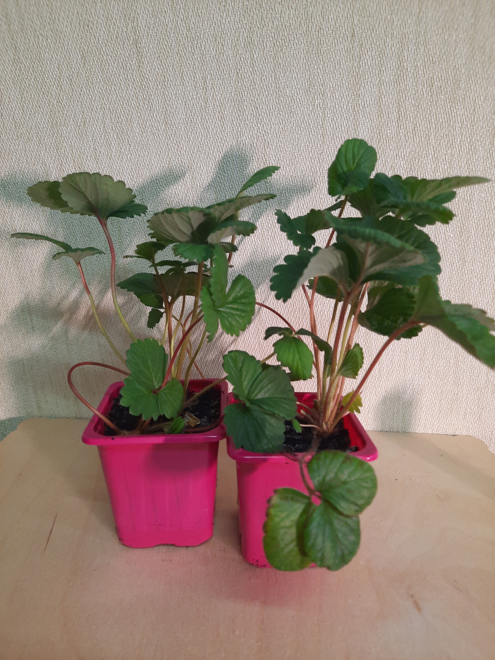 Клубника Сан Андреас (San Andreas)