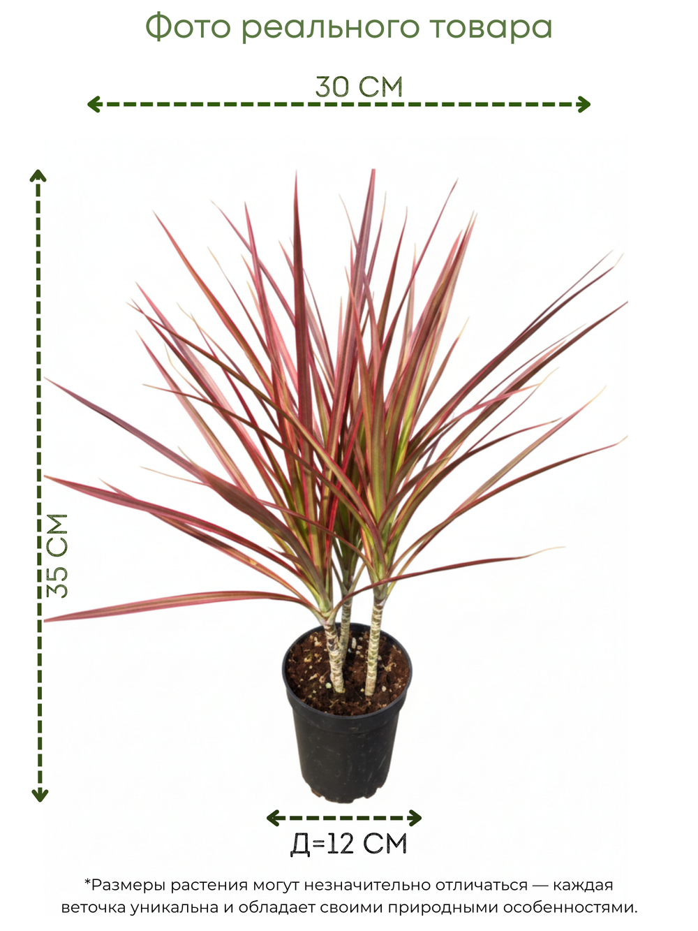 Драцена узколистная Seven-Color Iron д.12