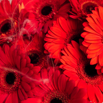 Нежное сердце