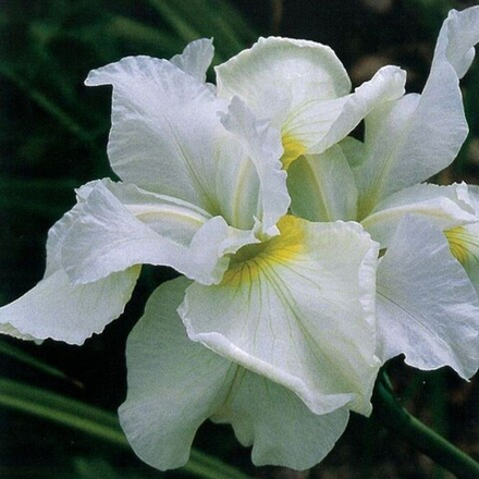 Ирис сибирский Дриминг Грин С2