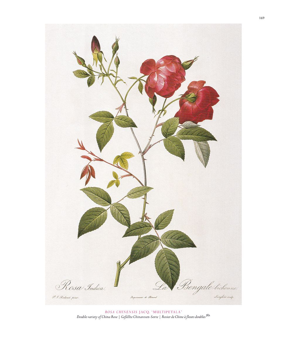 Романтические розы Пьера-Жозефа Редуте (1759–1840): Полное собрание серии
