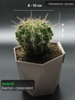 Кактус живой эхинопсис средний (плюс) D 8-10 см.