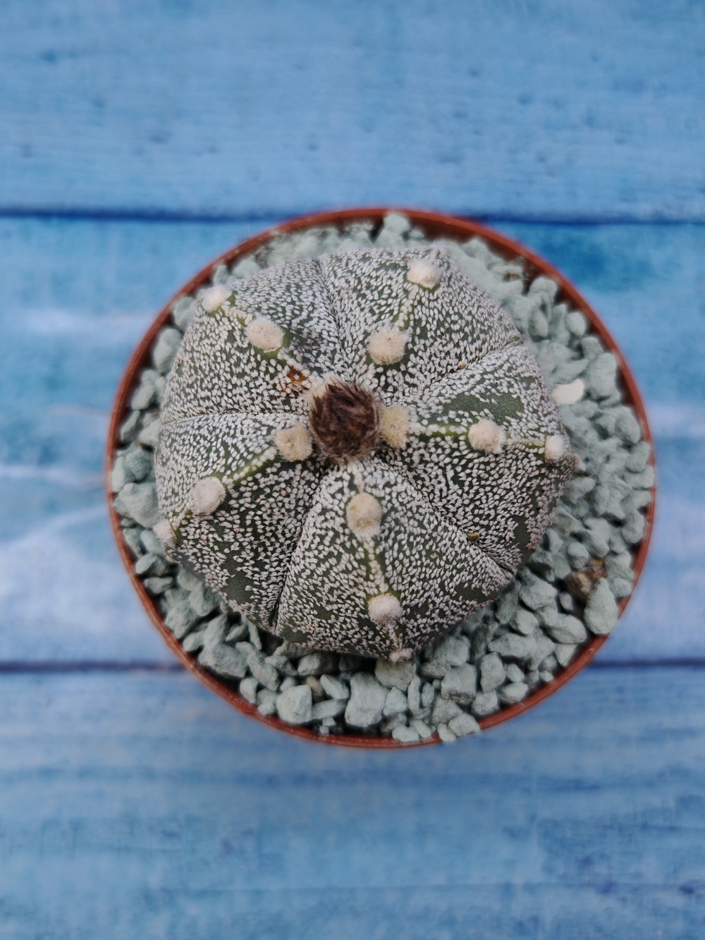 Astrophytum Asterias "Super Kabuto" (Астрофитум)