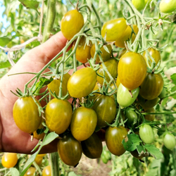 Помидоры - Штурмовой Норман - Stormin' Norman