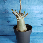 Adenium Baobab (Адениум)