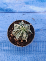 Euphorbia meloformis f. Variegated (Эуфорбия вариегатная)
