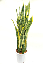 Сансевиерия