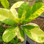 Плюмерия VAR / GOLDEN GEM