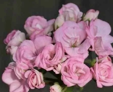 Пеларгония Ю Кейли ОКС укорененный черенок