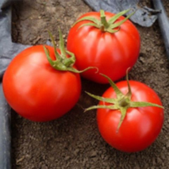 Супер Ред F1 семена томата детерминантного (Seminis / Семинис)