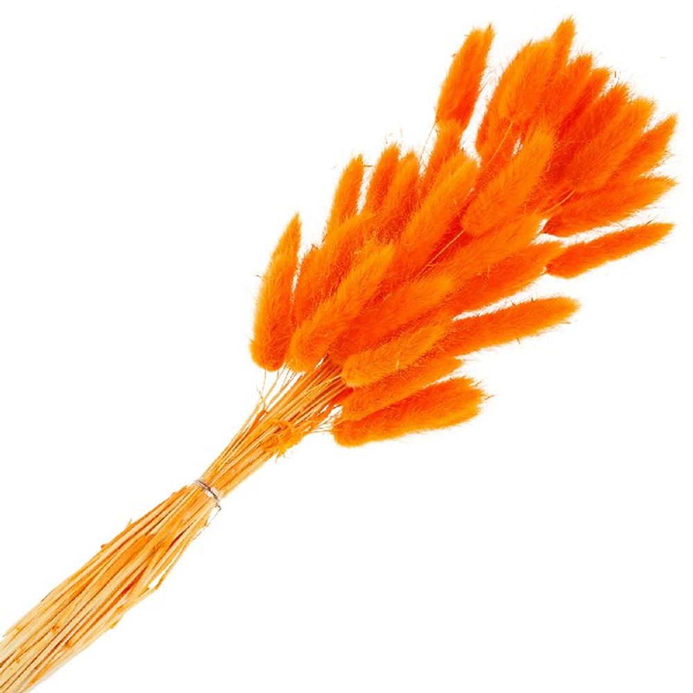 Сухоцветы ЛАГУРУС ОРАНЖЕВЫЙ 65см 34гр