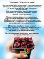 Живучка Шуга плам розовая Аюга многолетник