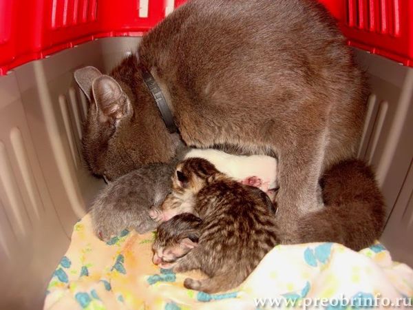 Кошкино счастье: если в семье пополнение