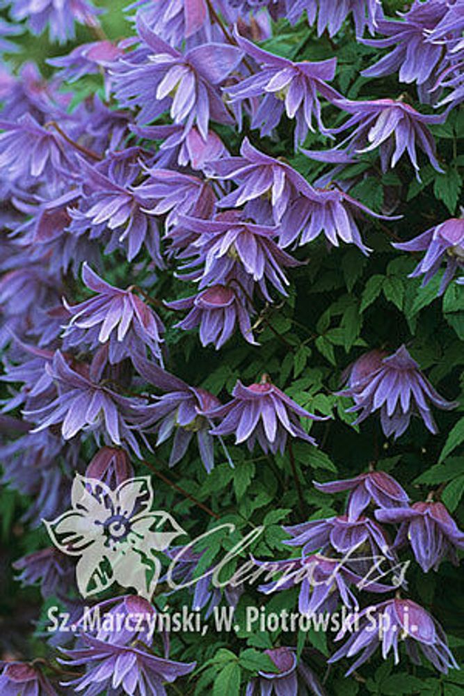 Клематис альпийский Сесиль Закупка М33 апрель 2026