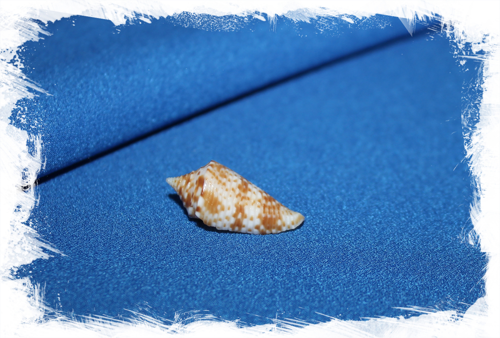 Конус мемиае (Conus memiae)