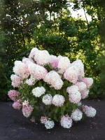 Гортензия метельчатая Распберри Пинк