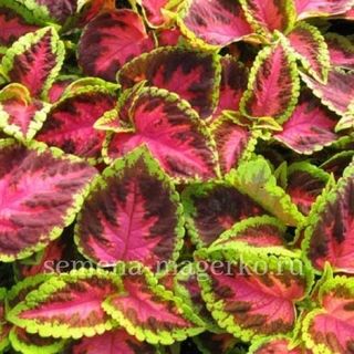 Колеус гибридный F1  Фаервей Роуз  100 семян