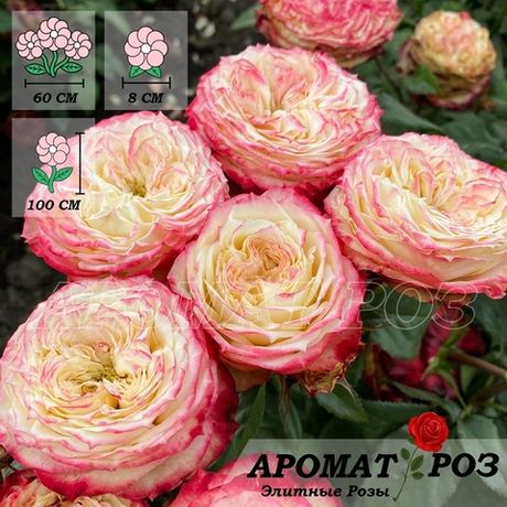 Эппл Джек (Apple Jack)