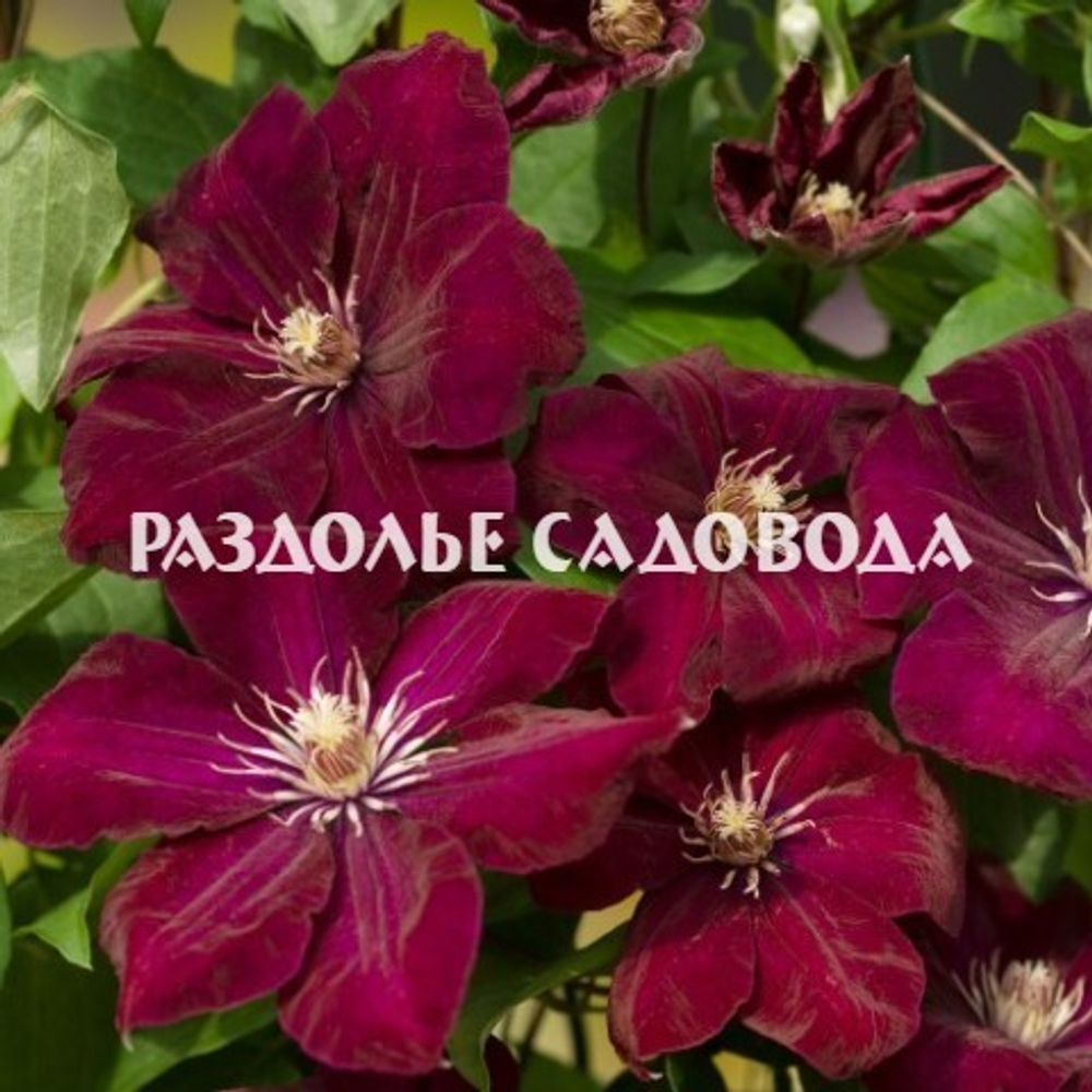 Клематис крупноцветковый Руж Кардинал