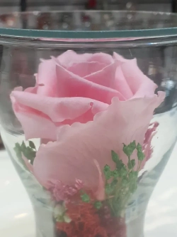 натуральная роза в стекле, вакуум*