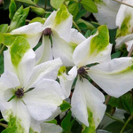 Клематис Alba Luxurians (Альба Лаксарианс) Стандарт поставки Р9