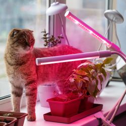 Светильник для растений на прищепке ЭРА FITO-20W-АLED-L полного спектра 12 Вт белый | Интерьерные фито светильники