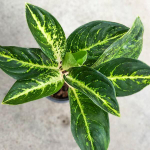 Аглаонема GREEN STARDUST