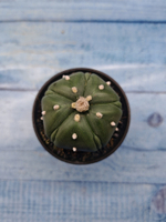 Astrophytum Asterias (Астрофитум)